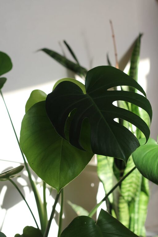 Consejos prácticos para mantener plantas de interior saludables y bonitas